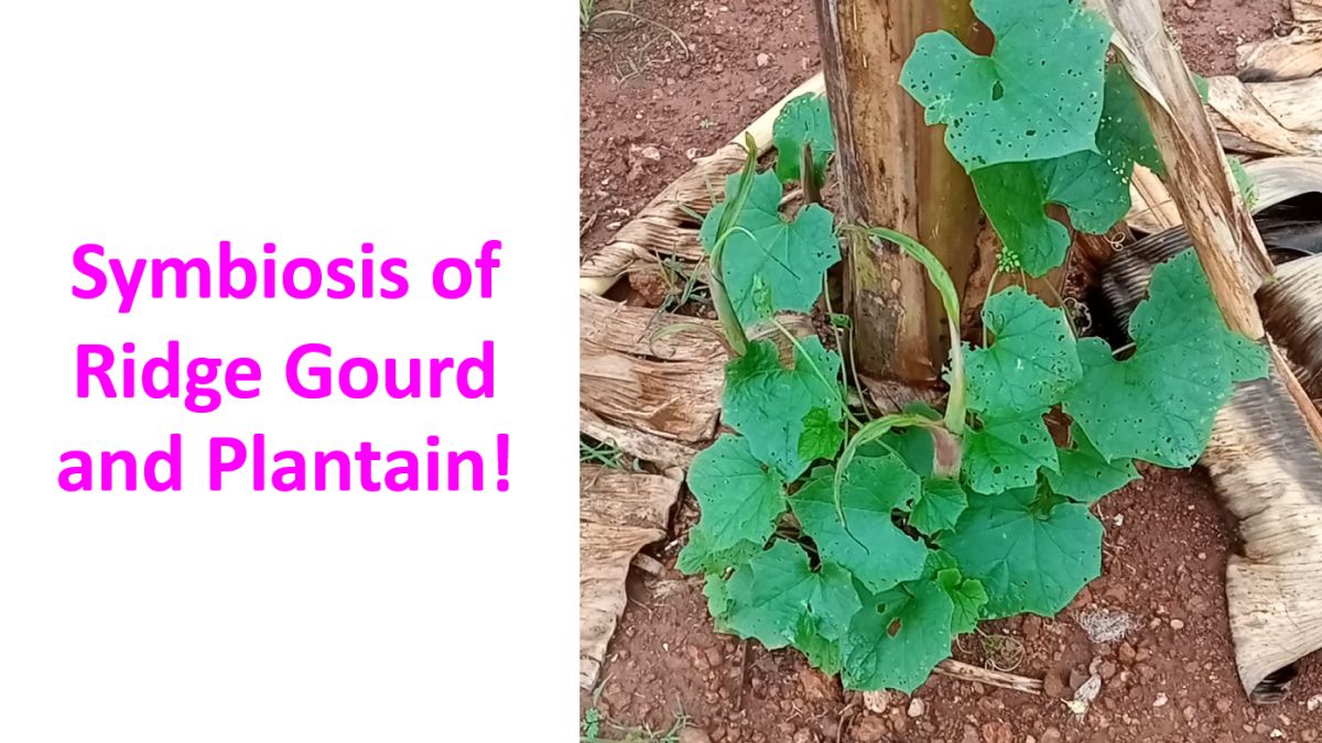 Symbiosis of Ridge Gourd and Plantain!