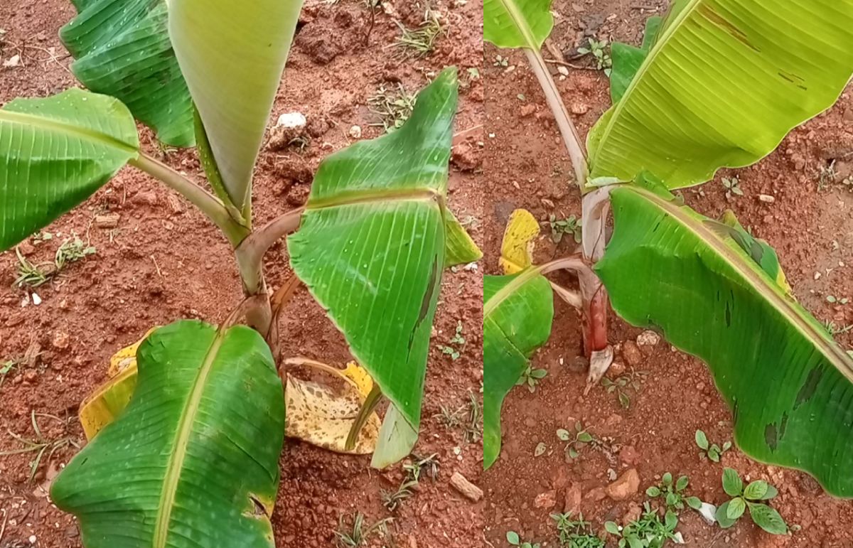 Tissue Culture Plantain Plant From Garden Pots Replanted on Ground Soil