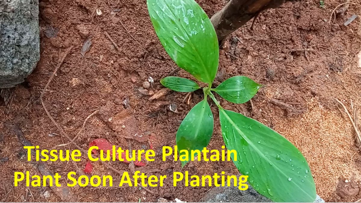 Tissue Culture Plantain Plant Soon After Planting