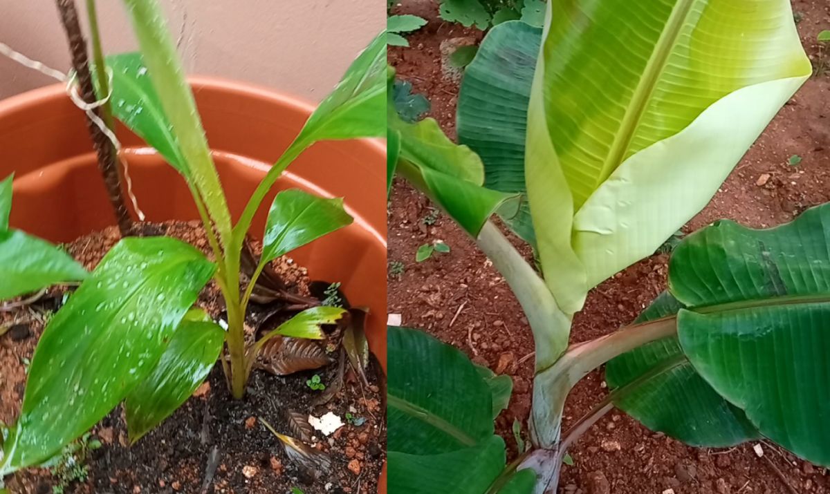 Tissue Culture Plantain Plant in a Garden Pot and on Ground Soil