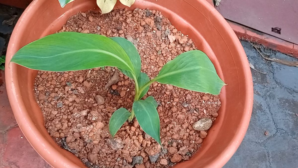 Tissue Culture Plantain Plant in a Garden Pot