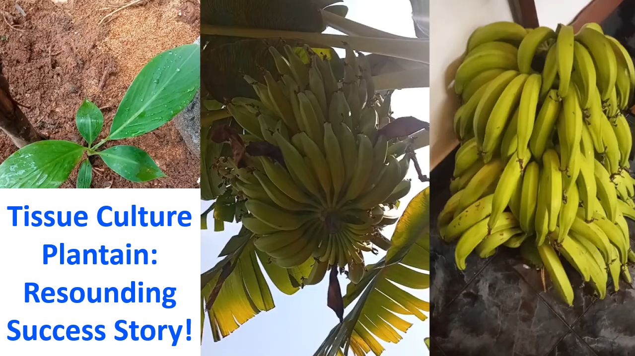 Tissue Culture Plantain: Resounding Success Story!