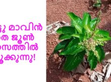 ഒട്ടു മാവിൻ തൈ ജൂൺ മാസത്തിൽ പൂക്കുന്നു!