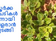 കൂർക്ക ചെടികൾ നന്നായി വളരാൻ തുടങ്ങി
