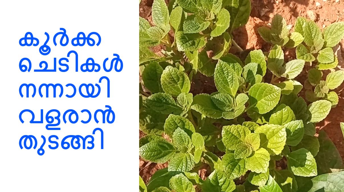 കൂർക്ക ചെടികൾ നന്നായി വളരാൻ തുടങ്ങി