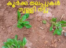 കൂർക്ക തലപ്പുകൾ നുള്ളി നട്ടു