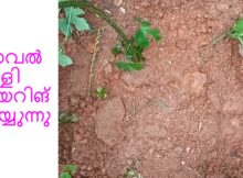 കോവൽ വള്ളി ലെയറിങ് ചെയ്യുന്നു
