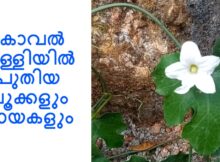 കോവൽ വള്ളിയിൽ പുതിയ പൂക്കളും കായകളും