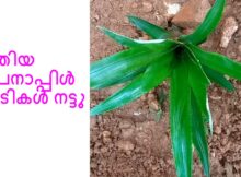 പുതിയ പൈനാപ്പിൾ ചെടികൾ നട്ടു
