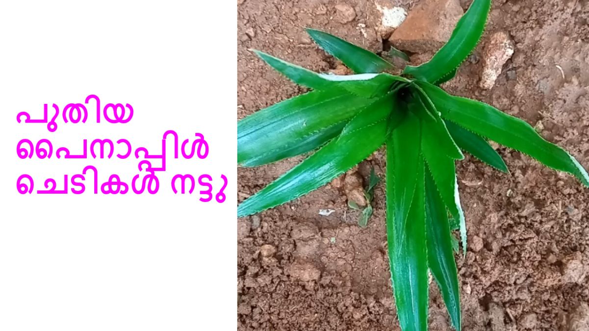 പുതിയ പൈനാപ്പിൾ ചെടികൾ നട്ടു
