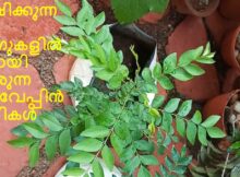 ശേഷിക്കുന്ന ഗ്രോ ബാഗുകളിൽ നന്നായി വളരുന്ന കറിവേപ്പിൻ ചെടികൾ