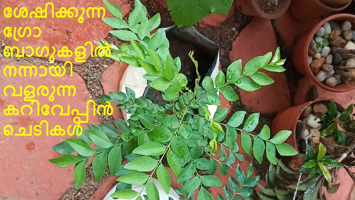 ശേഷിക്കുന്ന ഗ്രോ ബാഗുകളിൽ നന്നായി വളരുന്ന കറിവേപ്പിൻ ചെടികൾ