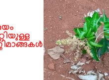 സമയം തെറ്റിയുള്ള ഉണ്ണിമാങ്ങകൾ