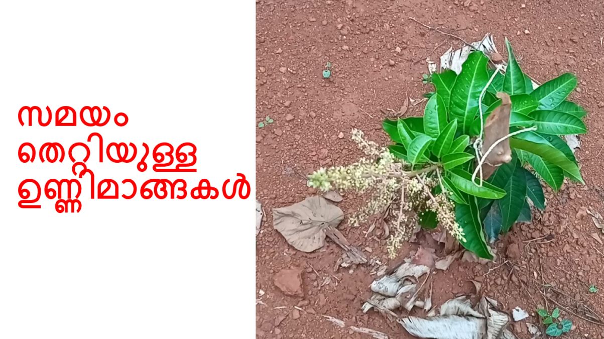 സമയം തെറ്റിയുള്ള ഉണ്ണിമാങ്ങകൾ