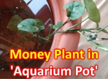 Money Plant in 'Aquarium Pot'