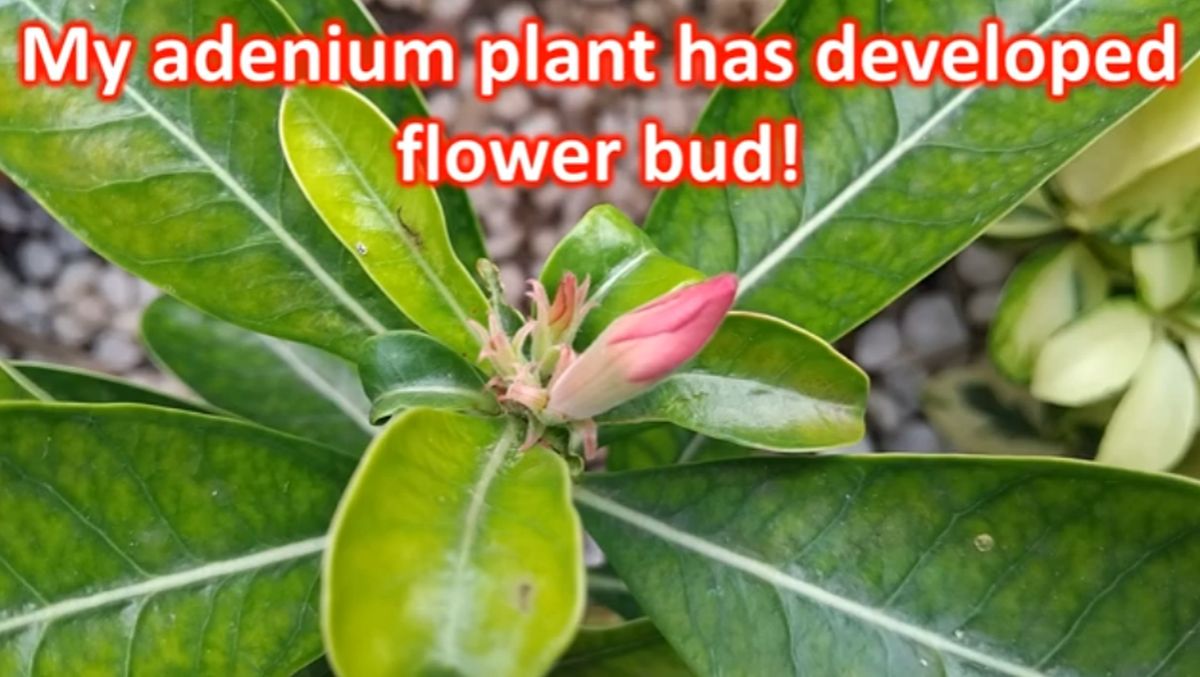 My adenium plant has developed flower bud! - Johnson's Horticulture