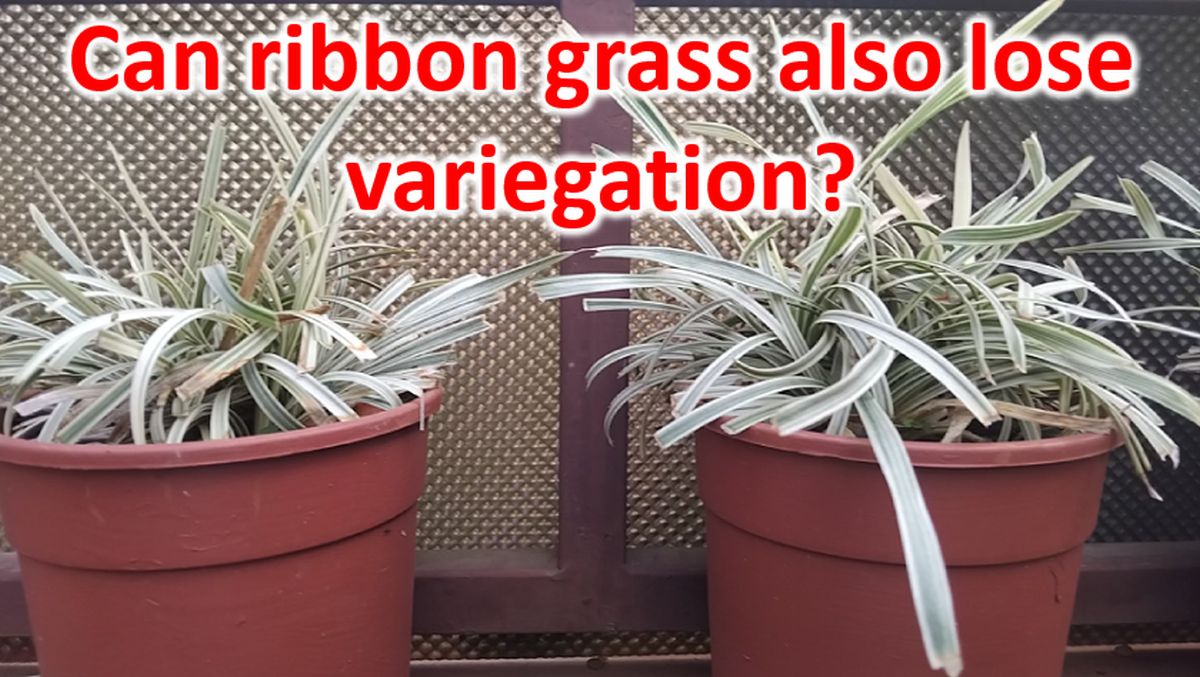 Lose Ribbons Can ribbon grass also lose variegation? - Johnson's Horticulture