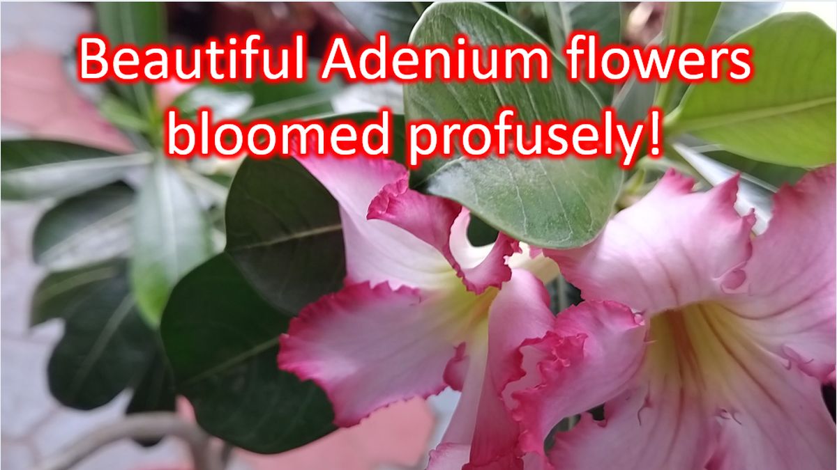 Beautiful Adenium flowers bloomed profusely! - Johnson's Horticulture