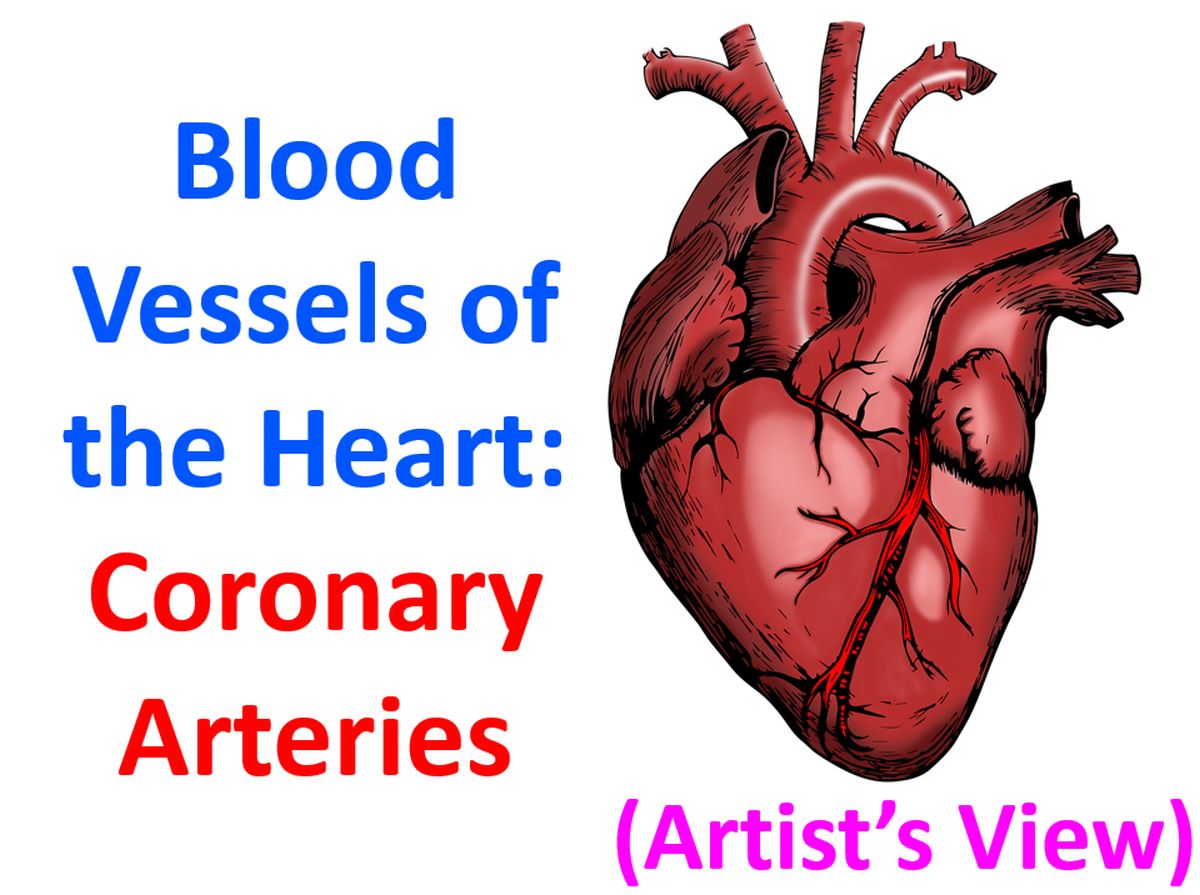 blood vessels of the heart anterior view