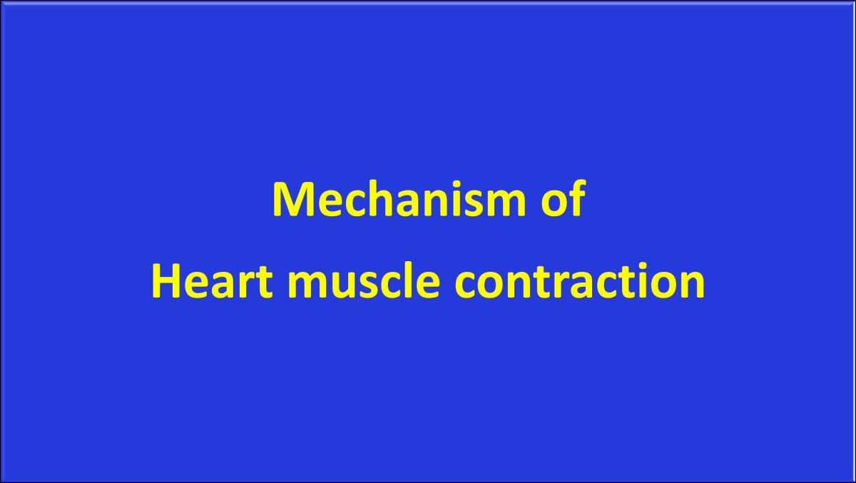Can you explain the mechanism of heart muscle contraction?