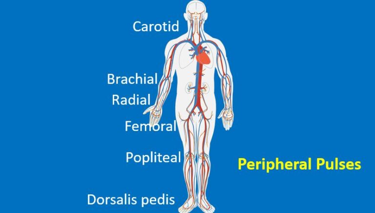 Examination Of The Pulse All About Cardiovascular System And Disorders   Peripheral Pulses 768x436 