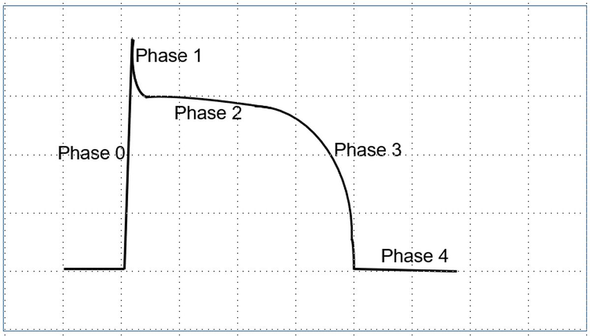 Action potential of ventricular myocardial cell