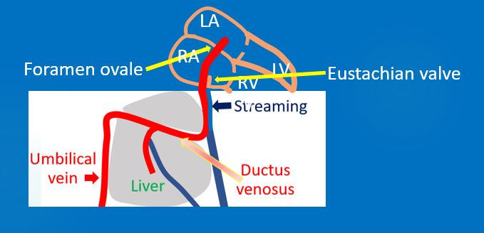 Eustachian valve