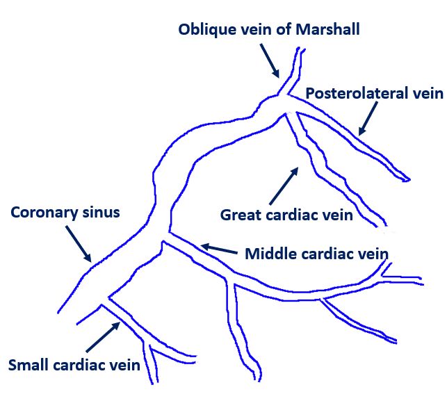 Highly diagrammatic representation of coronary veins