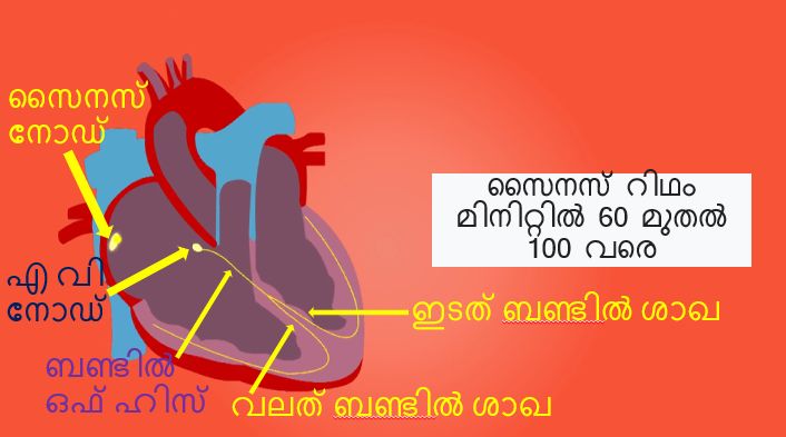 ഹൃദയത്തിന്റെ ഇലക്ട്രിക്കൽ സിസ്റ്റം
