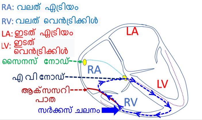 സർക്കസ് ചലനം