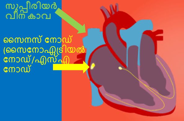 സൈനോഏട്രിയൽ നോഡ്