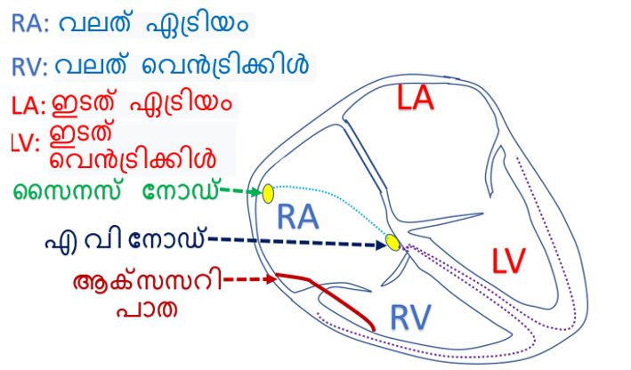 അക്സസറി പാത