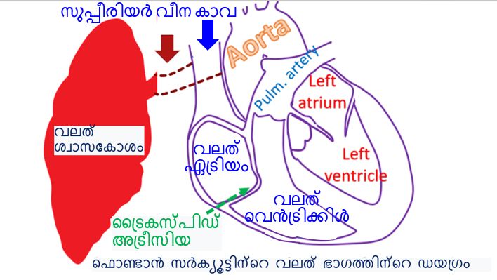 ഫൊണ്ടാൻ സർക്യൂട്ടിന്റെ വലത് ഭാഗത്തിന്റെ ഡയഗ്രം